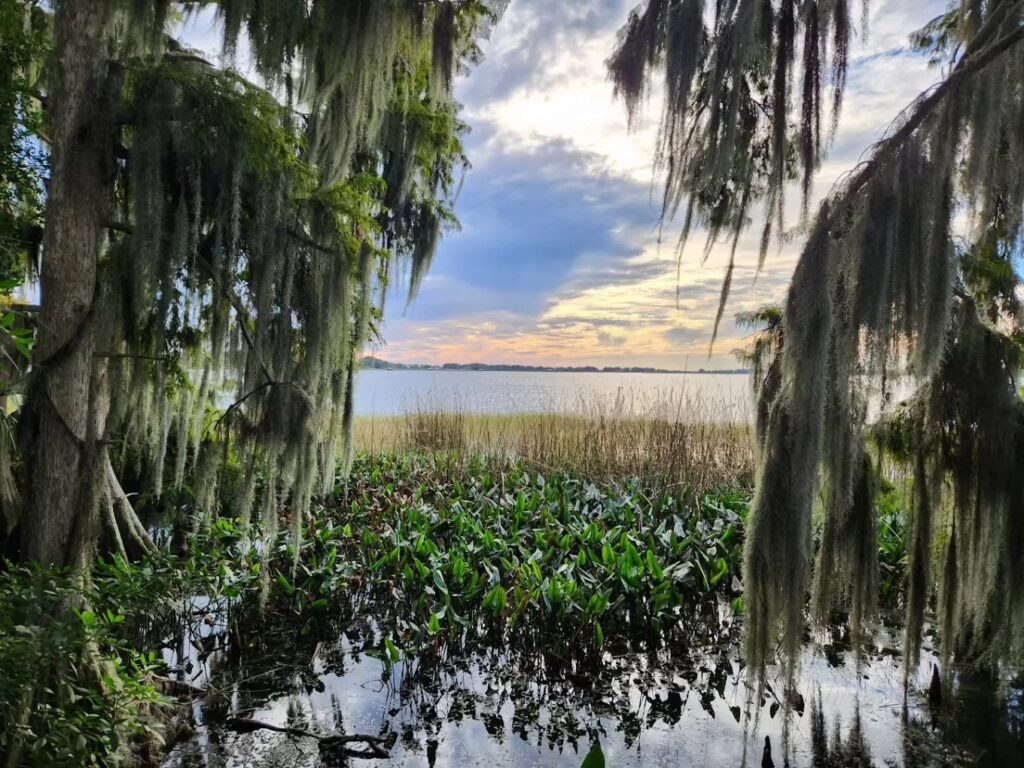 Lake view framed by trees and hanging Spanish moss at Hide-A-Way Harbor
